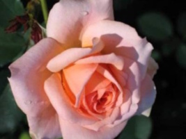 Olivia Newton-John article